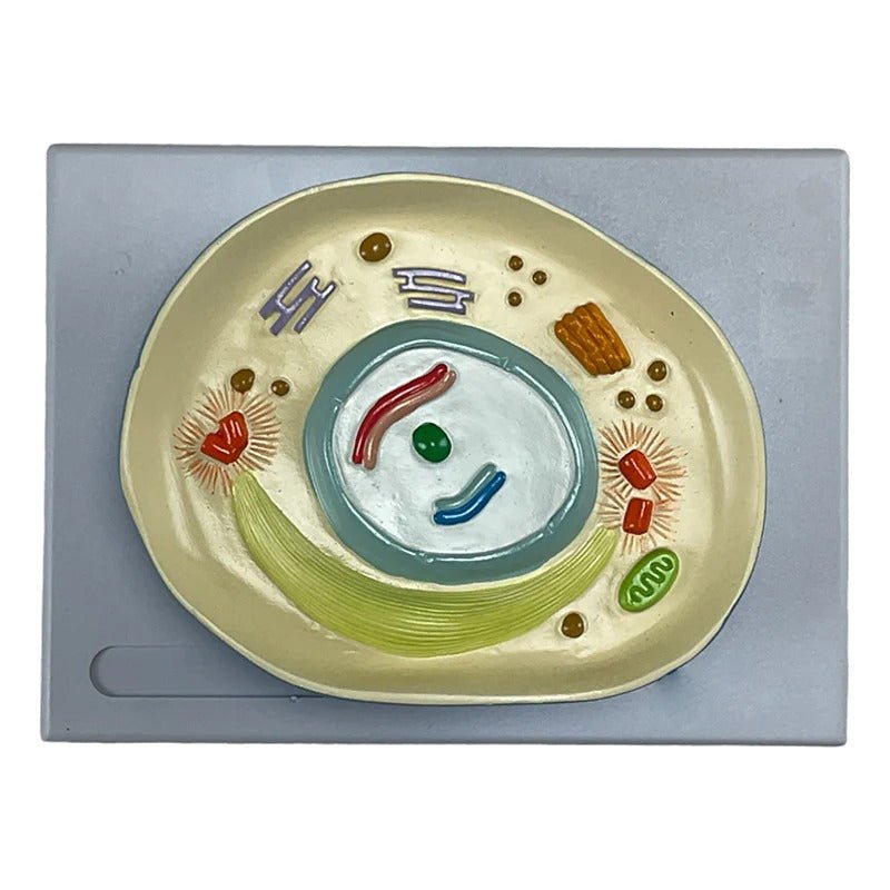 Meiosis Model, 12 Parts