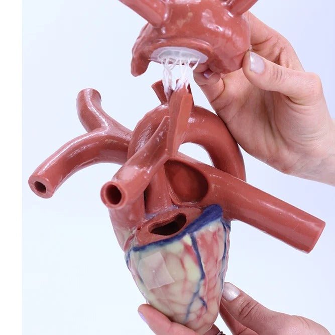MICS Thorax
