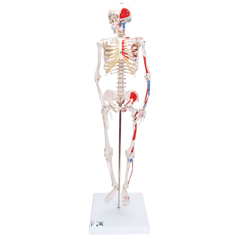 Mini Human Skeleton Shorty with Painted Muscles, On Pelvic Stand