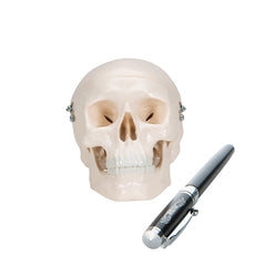 Mini Human Skull, 3 part - Skullcap, Base of Skull and Mandible