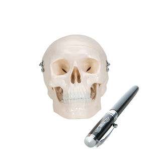 Mini Human Skull, 3 part - Skullcap, Base of Skull and Mandible