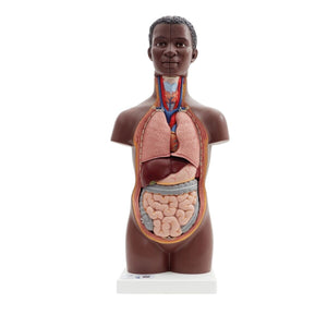 Mini Human Torso, 12-part, Dark Skin
