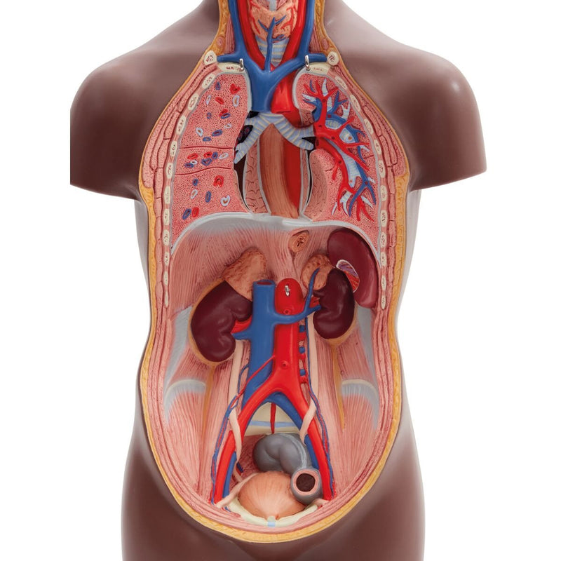 Mini Human Torso, 12-part, Dark Skin