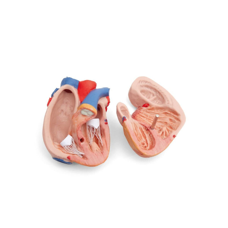 Mini Human Torso, 12-part, Dark Skin