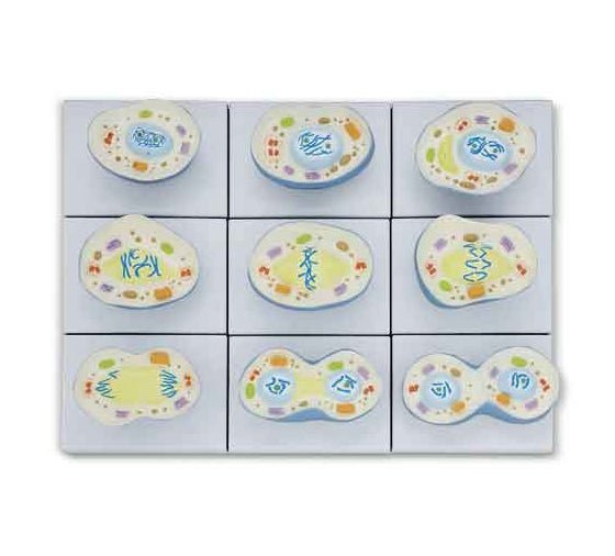 Mitosis Model, 9-Parts