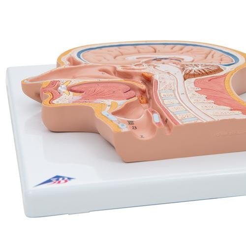 Model of Median Section of the Head, Numbered
