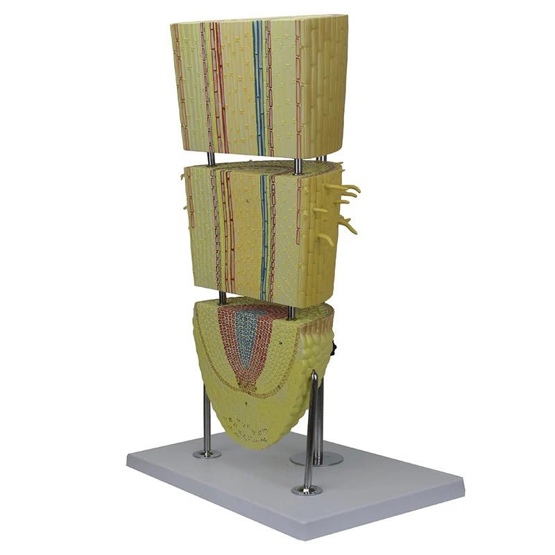 Monocotyledon Root Model, 200X Enlarged