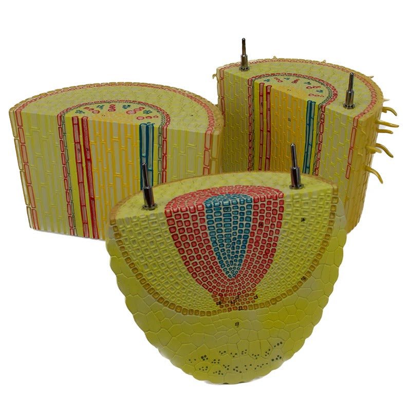 Monocotyledon Root Model, 200X Enlarged