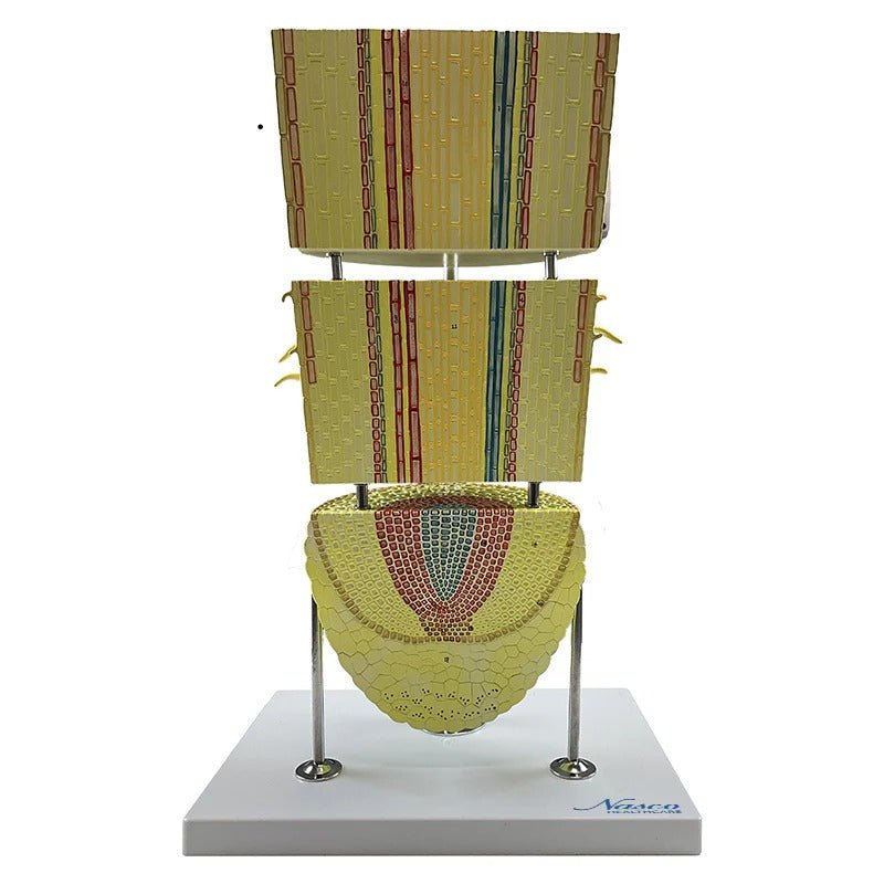 Monocotyledon Root Model, 200X Enlarged