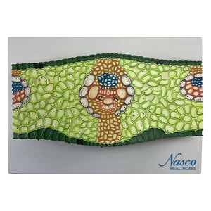 Monocotyledonous Leaf Section Model, 500X Enlarged