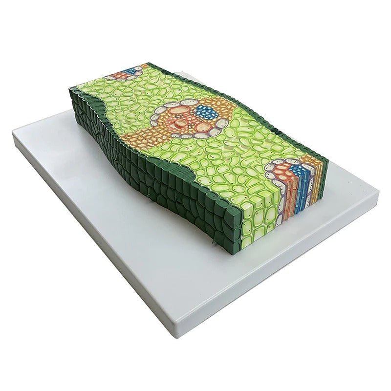 Monocotyledonous Leaf Section Model, 500X Enlarged