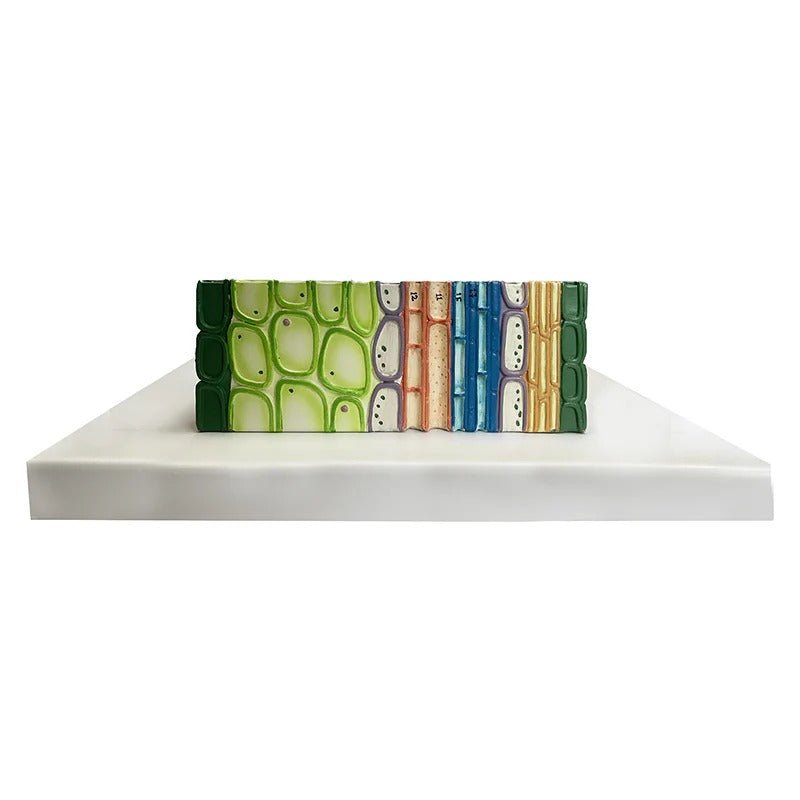 Monocotyledonous Leaf Section Model, 500X Enlarged