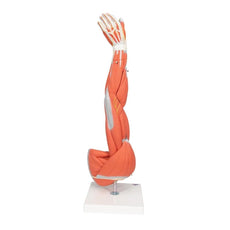 Muscle Arm Model, 6-part, 3-4 Life Size