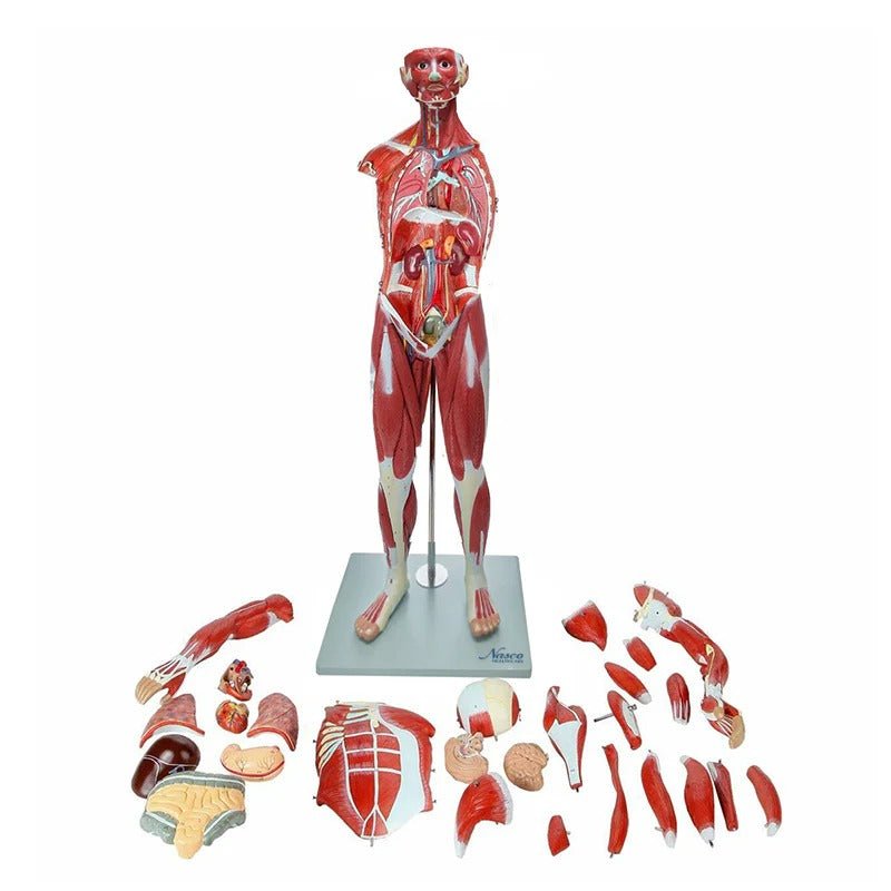 Muscle Figure Model, 1/2 Life-Size, 30 Parts