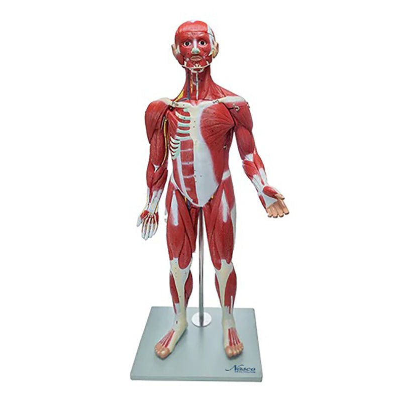 Basic Life Muscle Model Muscle Figure Model, 1/2 Life-Size, 30 Parts – GTSimulators.com