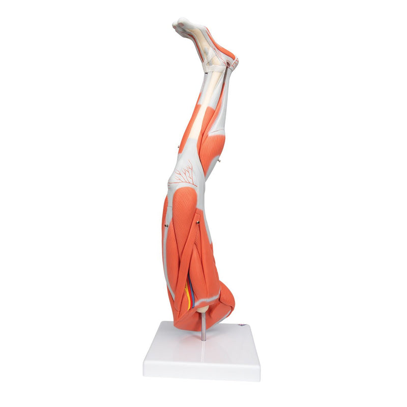 Muscle Leg Model, 9 part, 3-4 Life Size