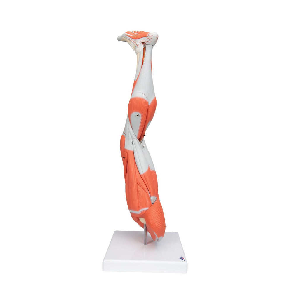 Basic Life Muscle Model Muscle Leg Model, 9 part, 3-4 Life Size – GTSimulators.com