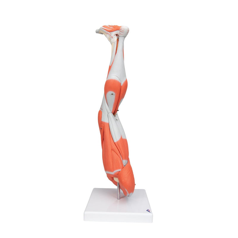 Muscle Leg Model, 9 part, 3-4 Life Size