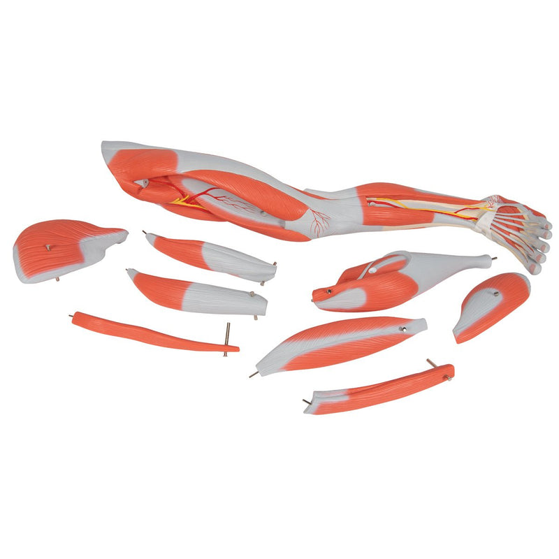 Muscle Leg Model, 9 part, 3-4 Life Size