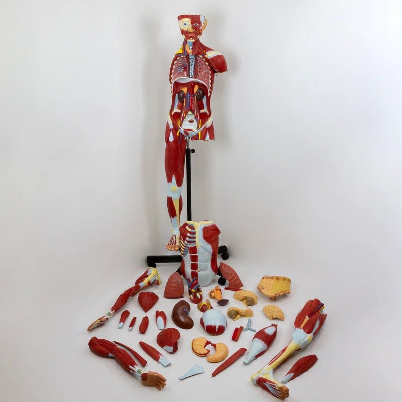 Muscular Figure Model, 3/4 Life-Size, 32 Parts