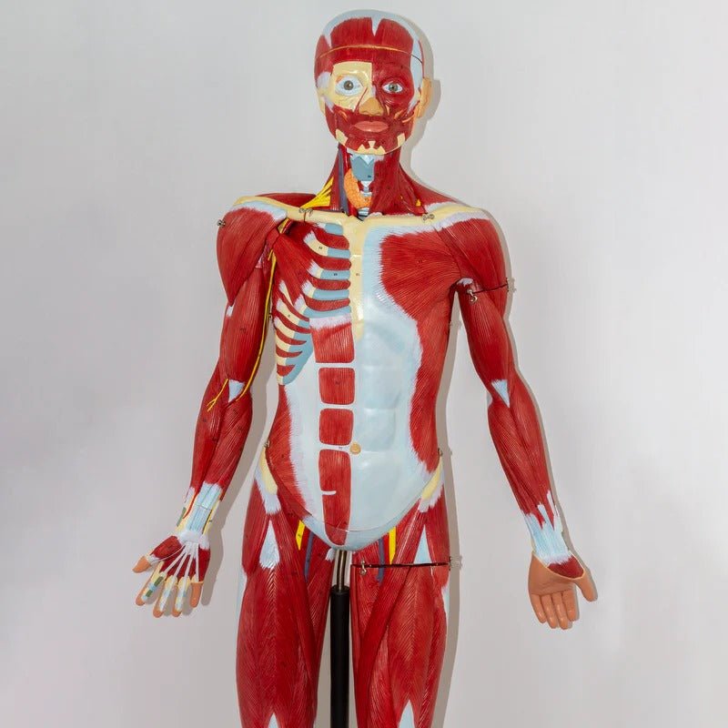 Muscular Figure Model, 3/4 Life-Size, 32 Parts