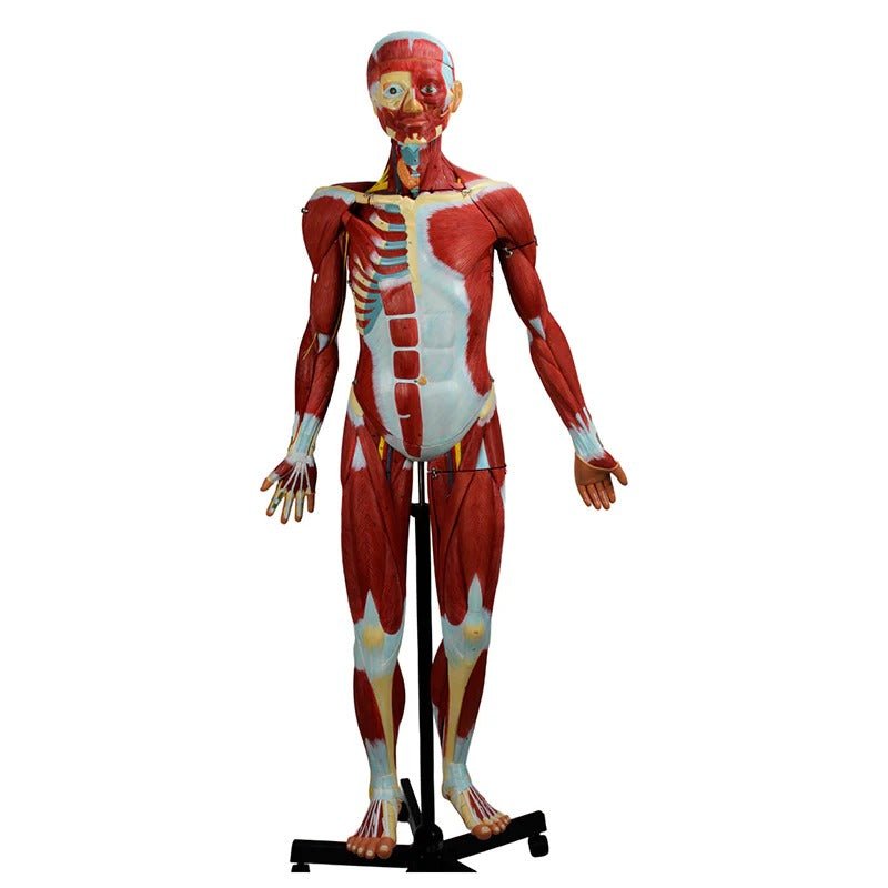 Muscular Figure Model, 3/4 Life-Size, 32 Parts