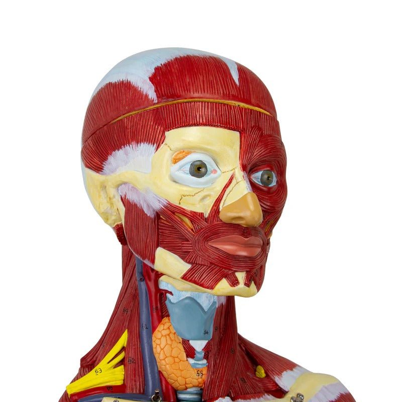 Muscular Figure Model, 3/4 Life-Size, 32 Parts