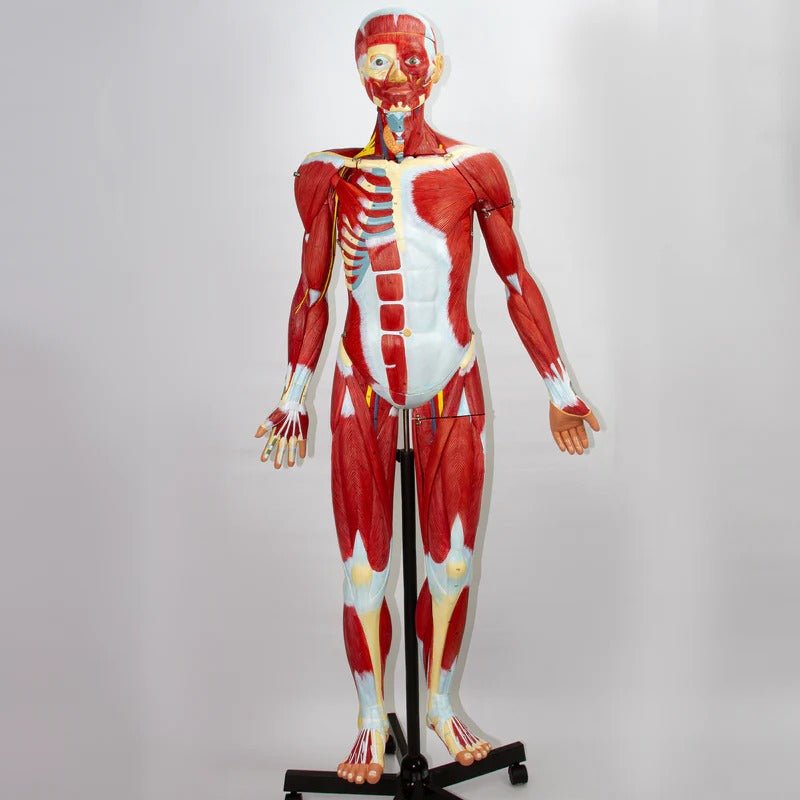 Muscular Figure Model, 3/4 Life-Size, 32 Parts