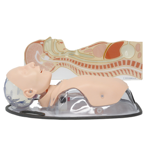 Tube Feeding Simulator Plus NG, OG and PEG