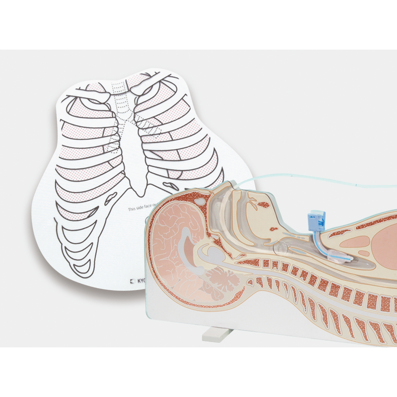 Tube Feeding Simulator Plus NG, OG and PEG