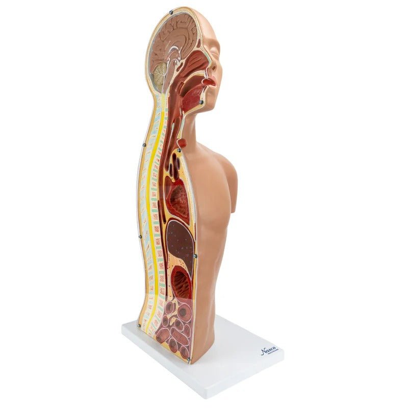 Nasogastric Tube Torso Model