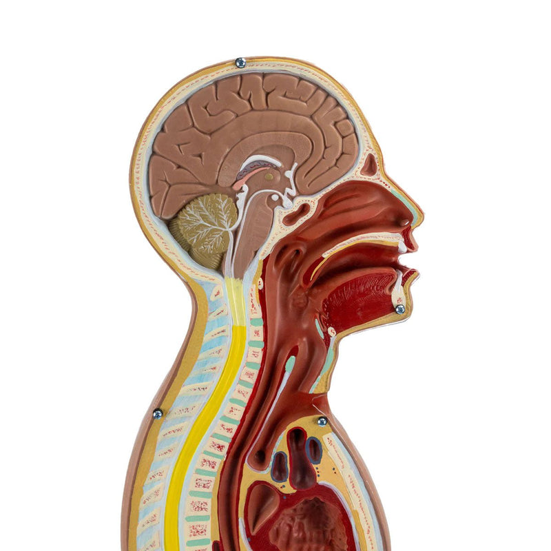 Nasogastric Tube Torso Model