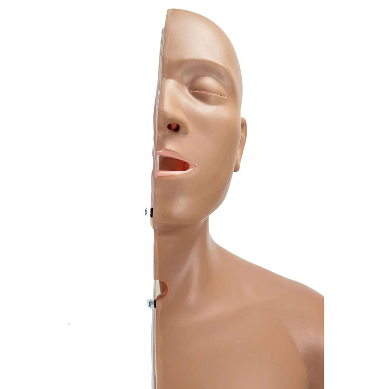 Nasogastric Tube Torso Model