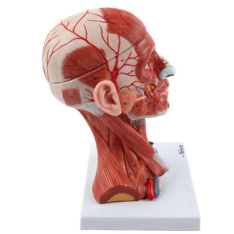 Neck and Head Musculature Model, 10-Parts