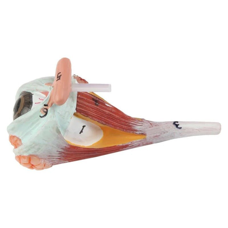 Neck and Head Musculature Model, 10-Parts