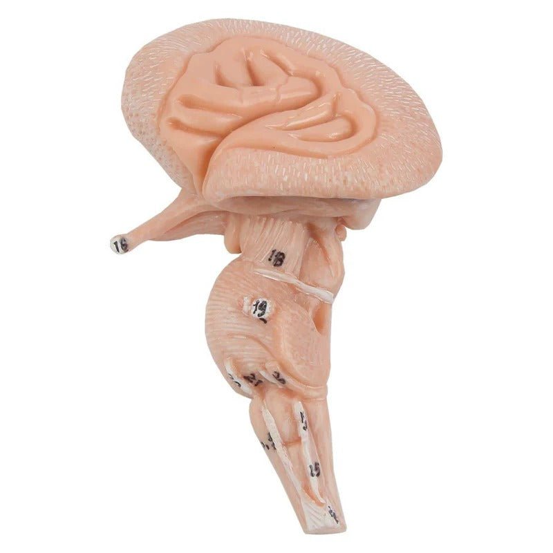 Neck and Head Musculature Model, 10-Parts