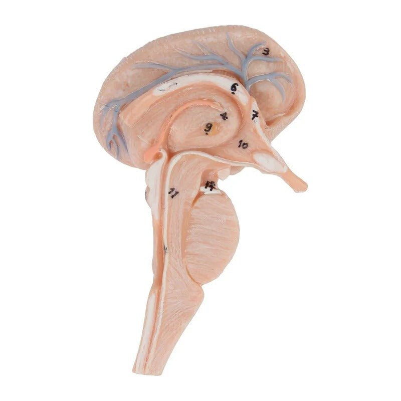 Neck and Head Musculature Model, 10-Parts