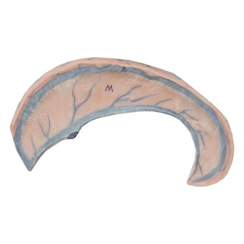 Neck and Head Musculature Model, 10-Parts