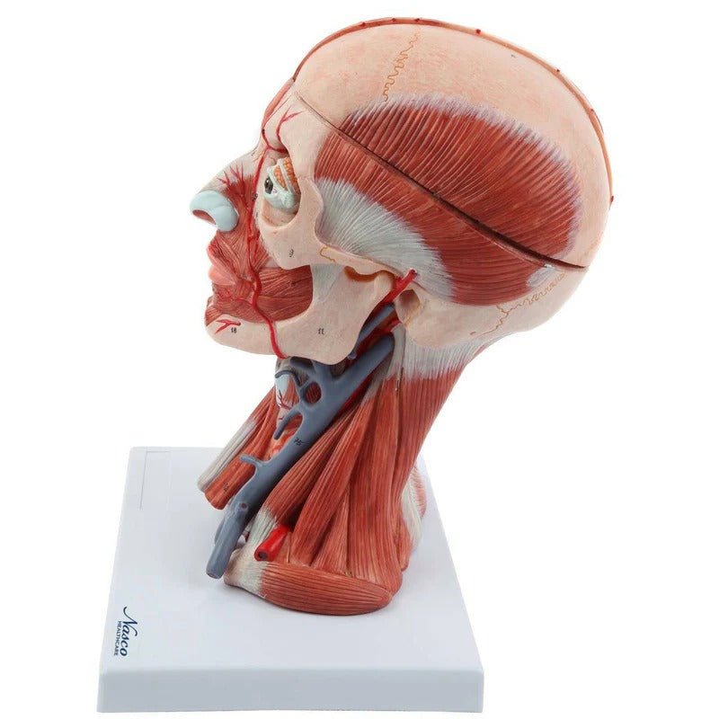 Neck and Head Musculature Model, 10-Parts