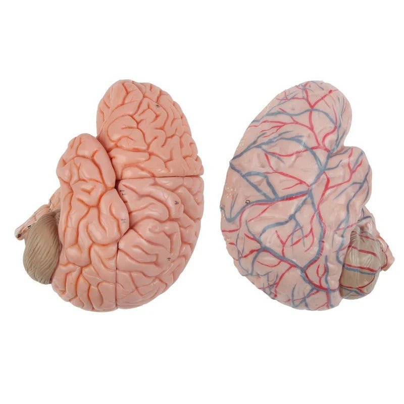 Neck and Head Musculature Model, 10-Parts