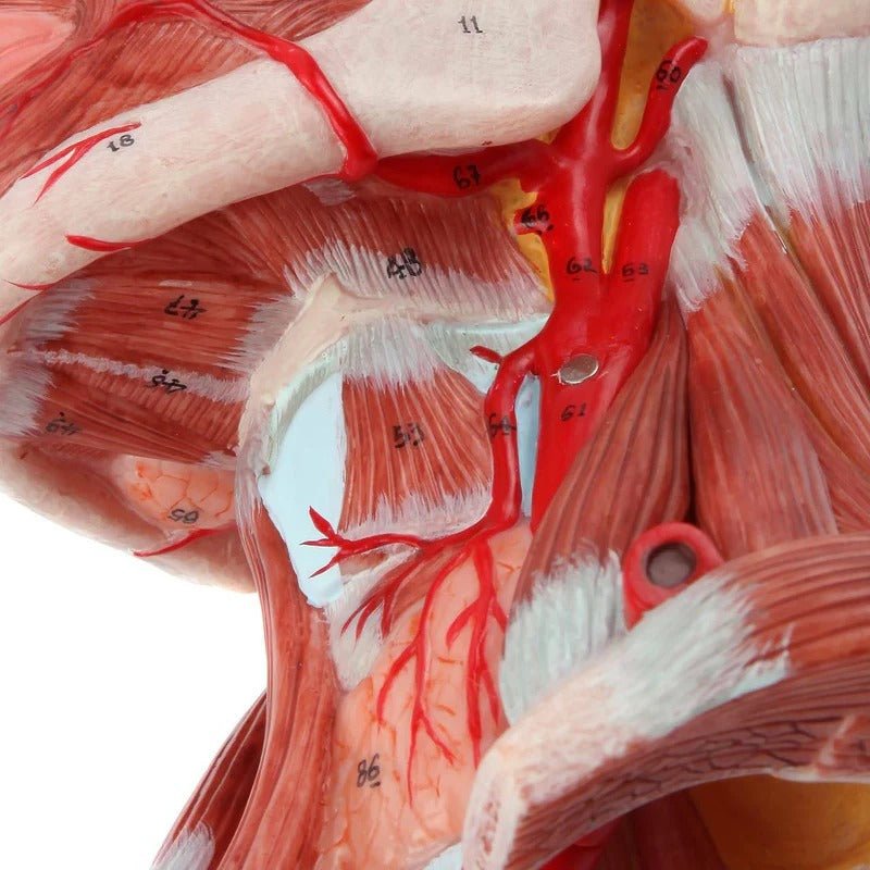 Neck and Head Musculature Model, 10-Parts