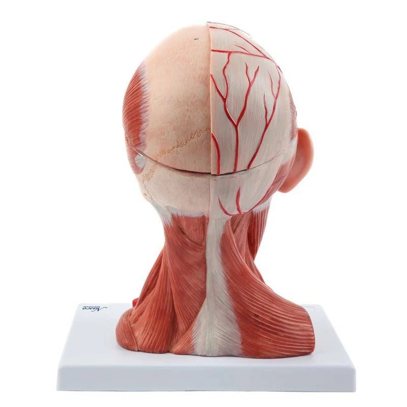 Neck and Head Musculature Model, 10-Parts