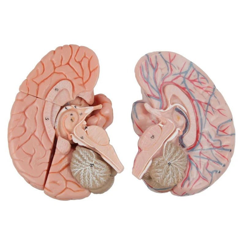 Neck and Head Musculature Model, 10-Parts