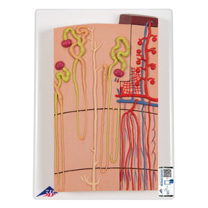 Nephrons and Blood Vessels, 120 times full-size, Numbered