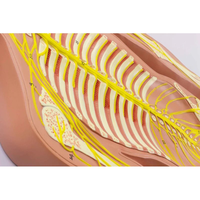 Nervous System Model, Half Size