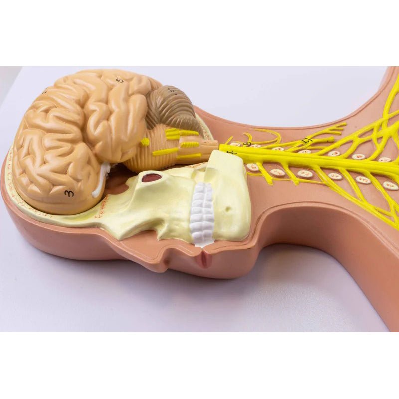 Nervous System Model, Half Size