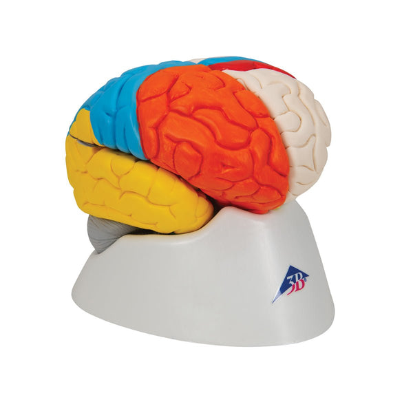 【超美品】PLUTONIUM BRAIN typeC 153cm Neuro-Anatomical Brain, 8 part – GTSimulators.com