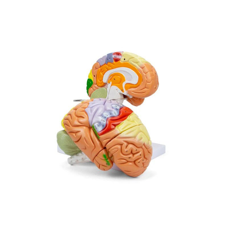 Neuro Brain Model, 1.5X Enlarged, 4 Parts