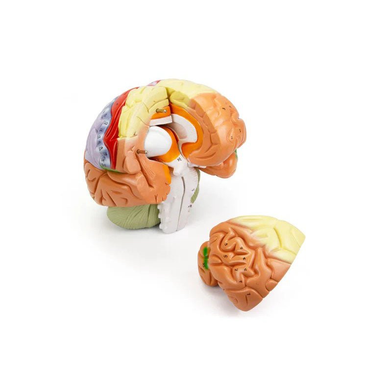 Neuro Brain Model, 1.5X Enlarged, 4 Parts