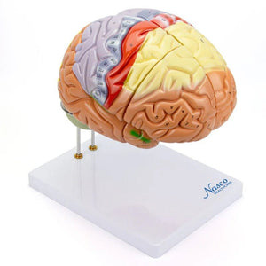 Neuro Brain Model, 1.5X Enlarged, 4 Parts